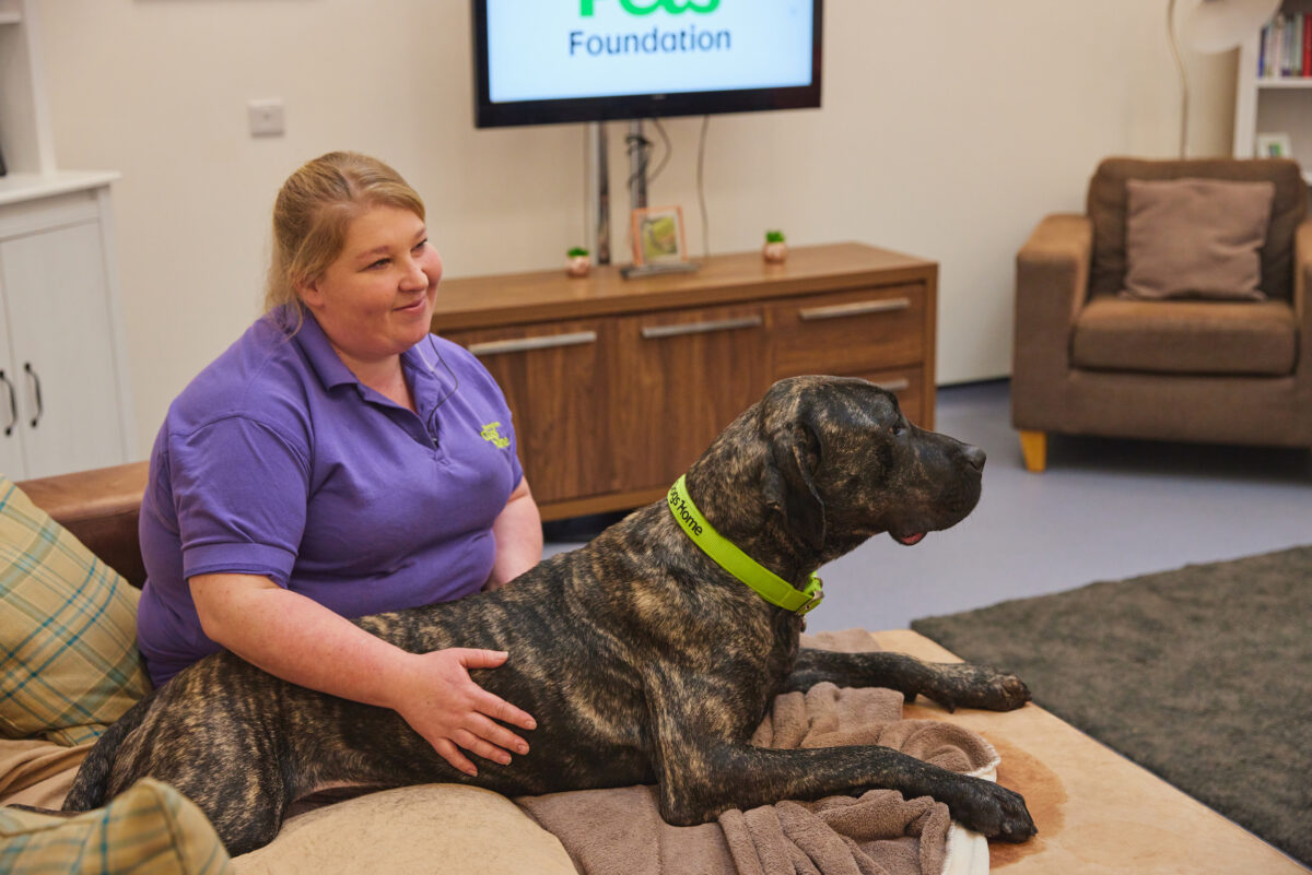 A Birmingham Dogs Home worker in a purple top sitting on a brown sofa with a large dog wearing a mime green collar.