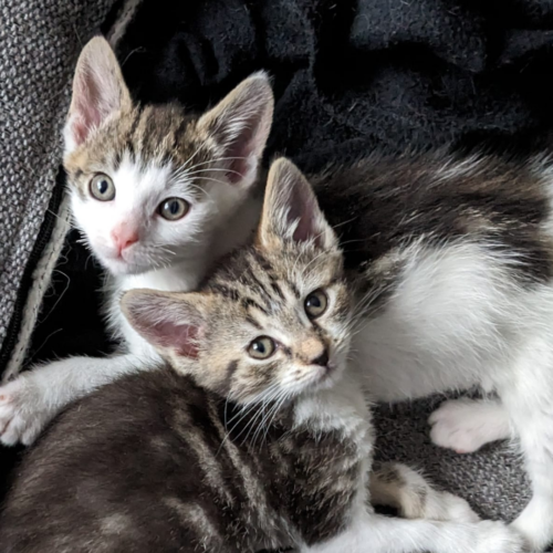 Two kittens cuddled, looking up at the camera.