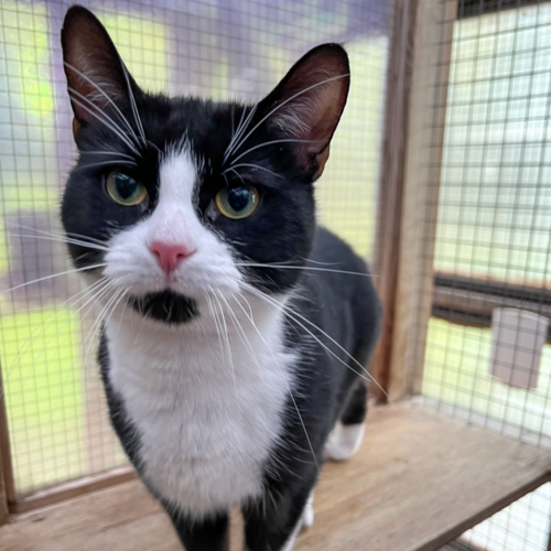 A black and white cat standing on bench leaning into the camera.