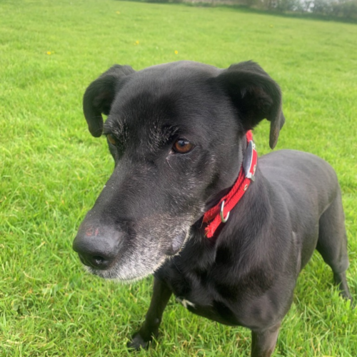 A black dog with a red collar standing in the grass.