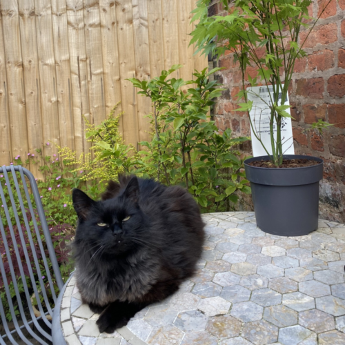 Black cat on table in garden area.