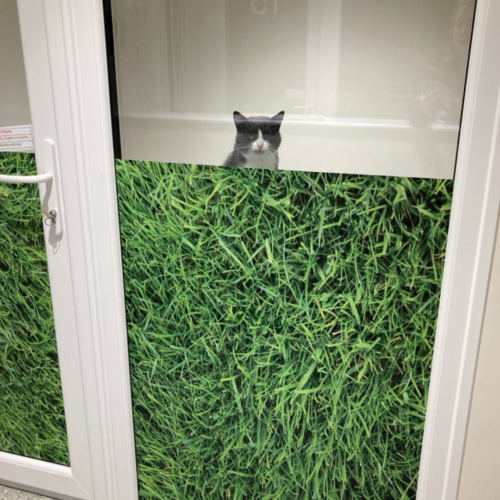 Black and white cat peaking out of a cat pen.