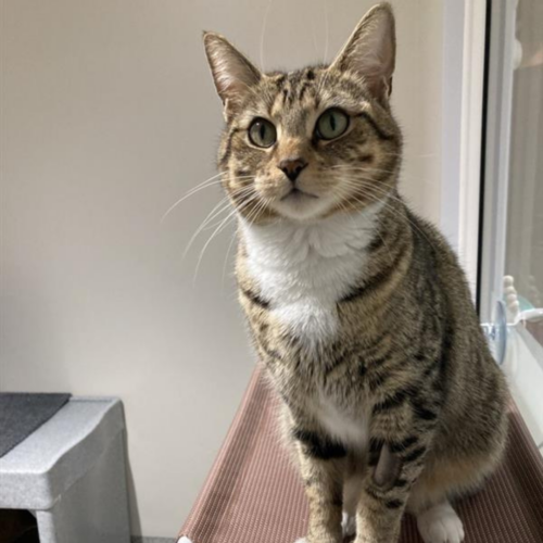 A tabby sitting on cat hammock.