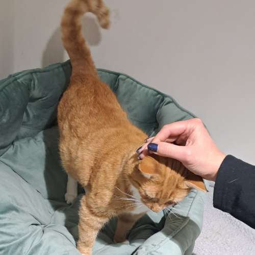 A ginger cat in a green bed.