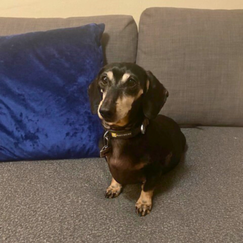 A light and dark brown dog sitting on a grey sofa with a blue pillow.