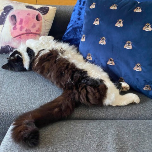 A black and white cat stretching out on a grey sofa with a pillow with a cow face image and blue pillows, one with bumple bee pattern.