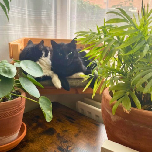 Two cats sitting on a chair in front of a window with house plants around them.